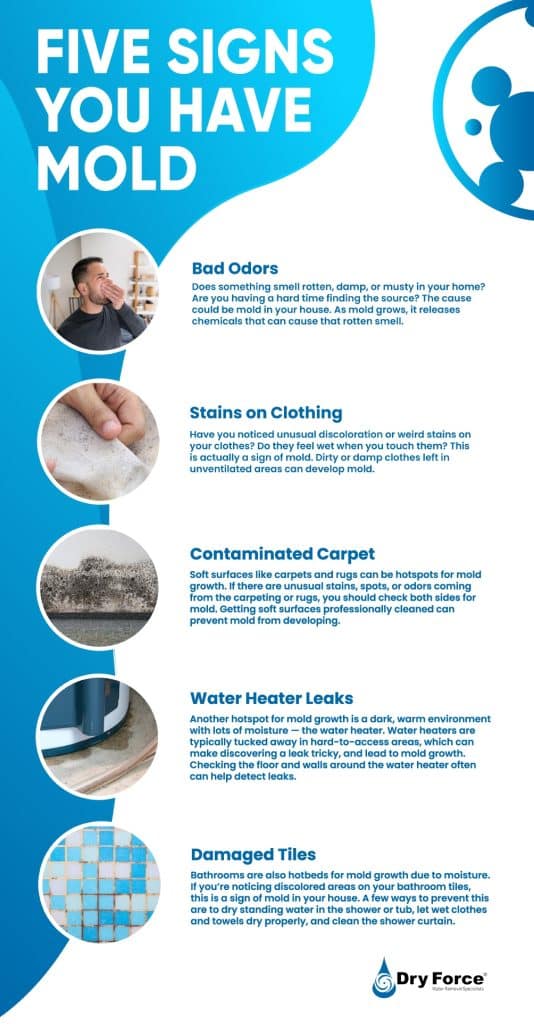 Five Signs Of Mold In Your House
