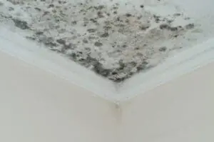 Top Signs Of a Roof Leak & Ways to Prevent Water Damage