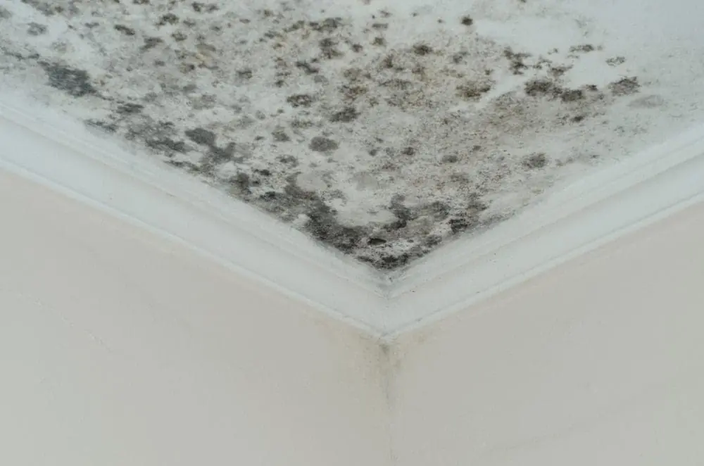 Top Signs Of a Roof Leak & Ways to Prevent Water Damage