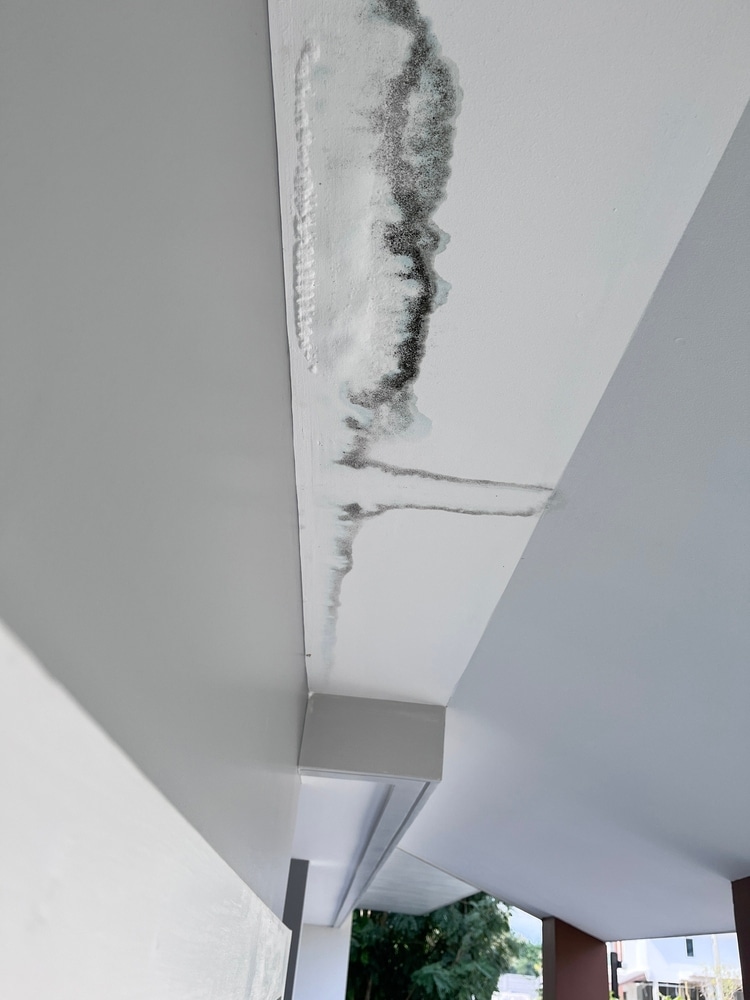 Mold stains on the ceiling caused by water leaks from the roof