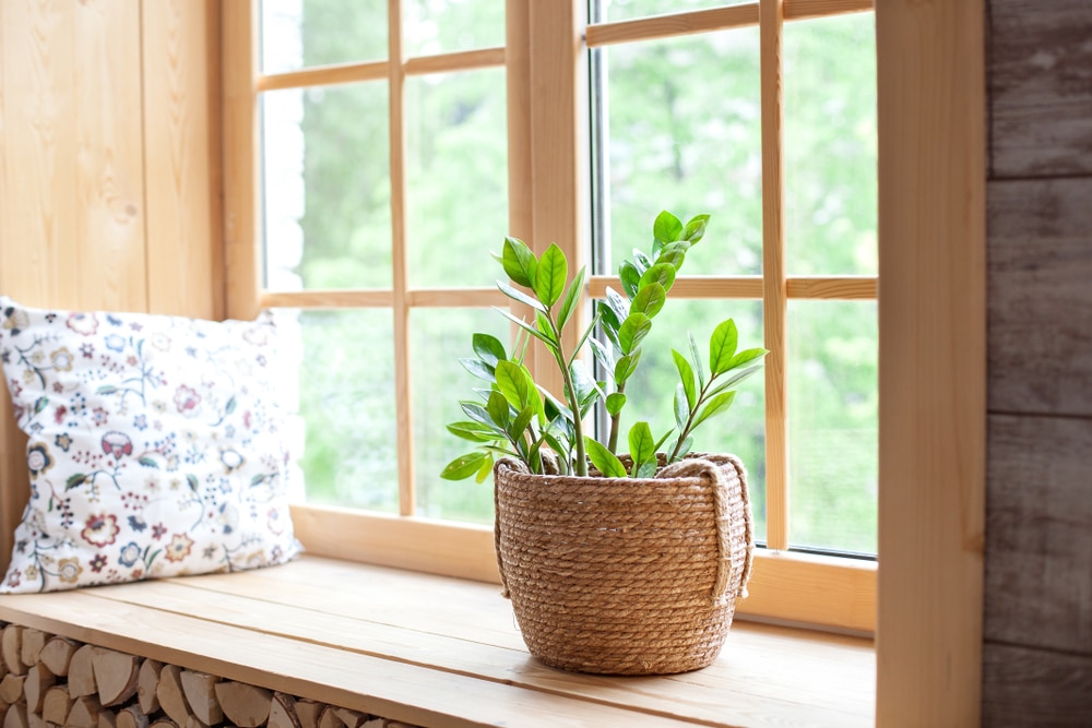 Window sill water damage