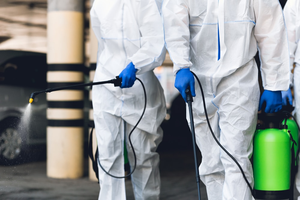 mold remediation specialists