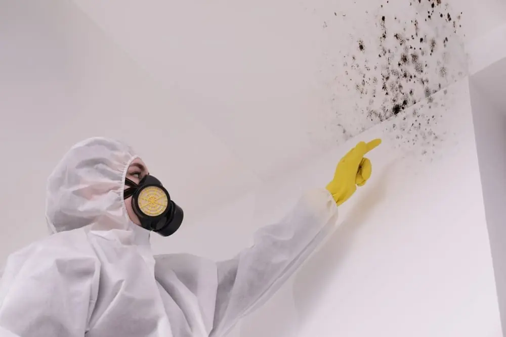 Mold removal