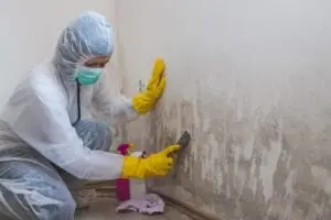 mold removal services