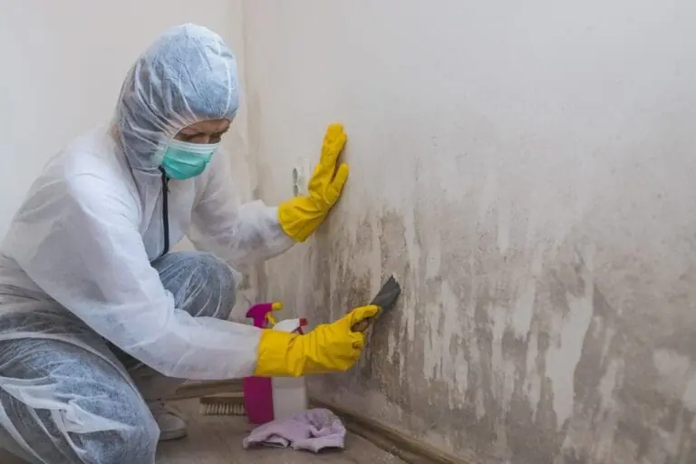 mold removal services